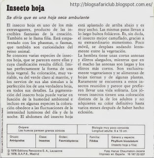 Blog Safari Club, características del Insecto hoja