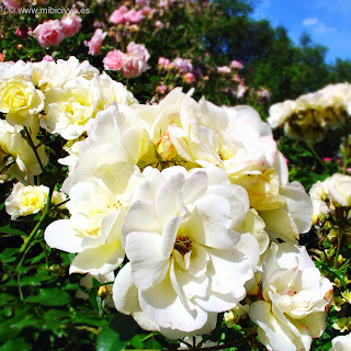 Jardin de las rosas, Hyde Park