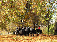 Household Cavalry doing manoeuvres