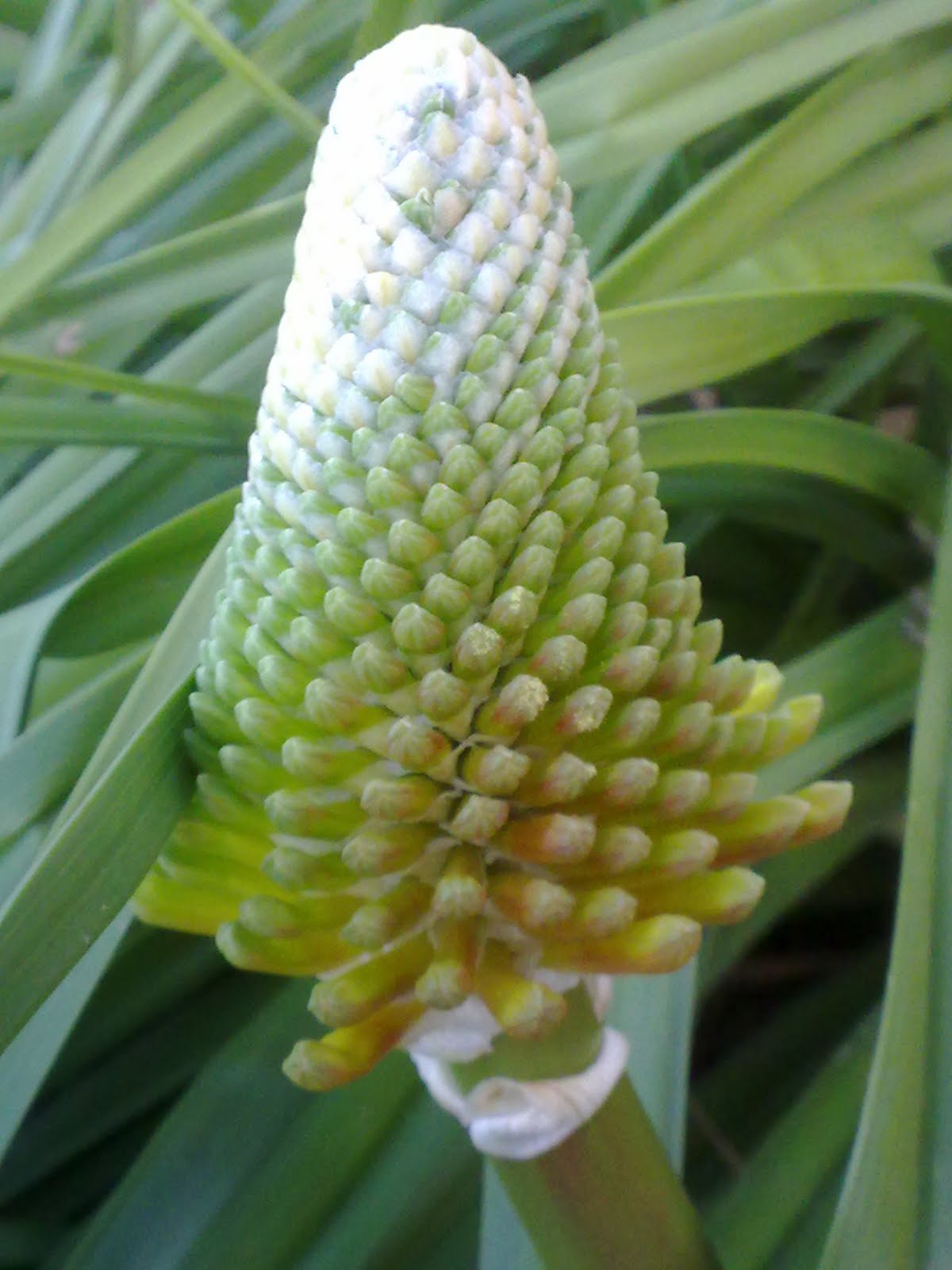 Imágenes de Flores Hermosas Bonitas Fotos de Ramos de 