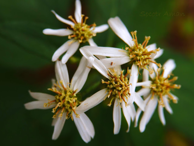 Aster ageratoides