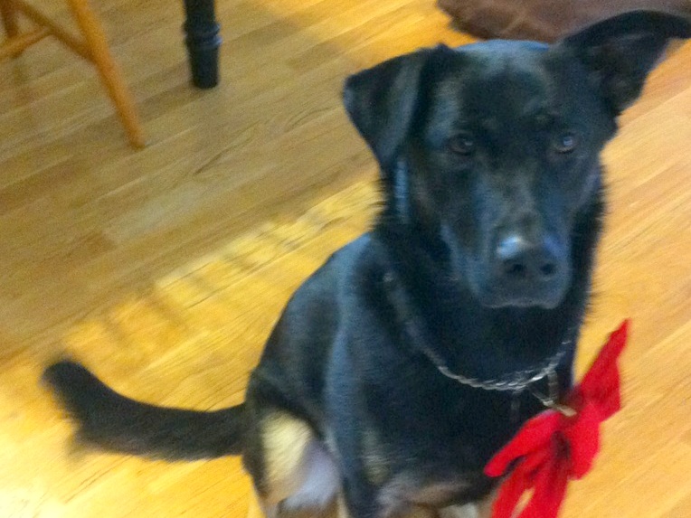 photo of mostly black german shepherd buster sitting on the floor with a red bow hanging from his neck
