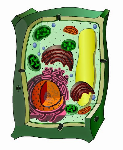 http://www.educaplus.org/play-17-C%C3%A9lula-vegetal.html?utm_source=tiching&utm_medium=referral#