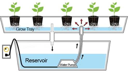 Hydroponics Deep Flow Technique system (DFT)