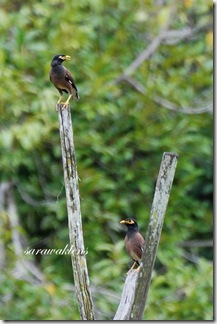 Common_myna