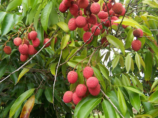 Litchi,colonias,perfumes,fragancias,olor,olores