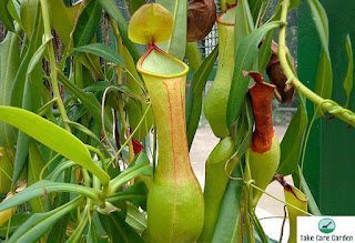 Nepenthes: The Carnivorous Pitcher Plant