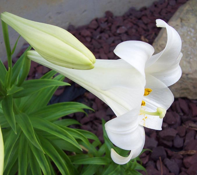 clip art easter lilies. White-Easter-Lily