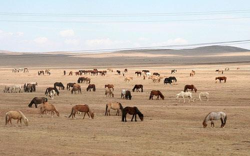 Mongolian Horses Seen On www.coolpicturegallery.us