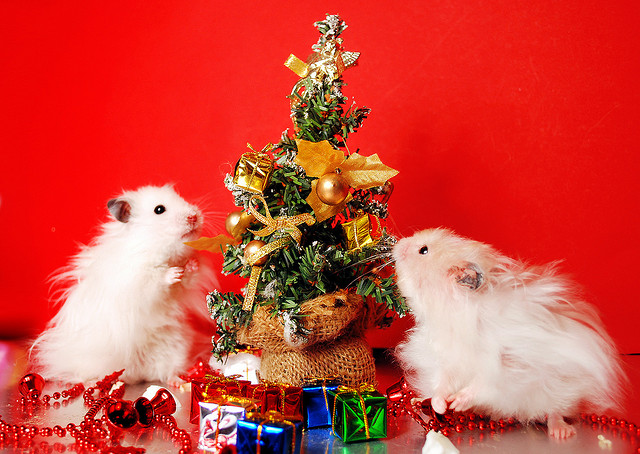 Christmas hamsters.