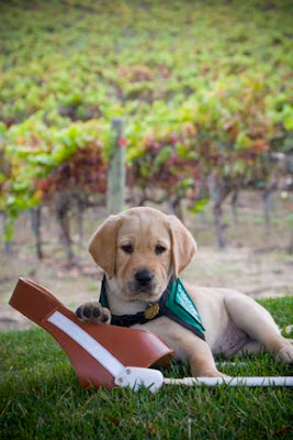 A photo of a puppy with a Guide Dog harness in a vineyard