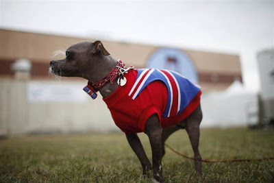 The World's Ugliest Dog 2012 (16 pics)