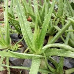 Lidah Buaya Aloe Barbadensis Milleer