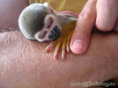 Tiny Squirrel Monkey - South America