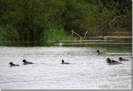 a bunch of Goldeneyes