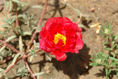 A beautiful red flower