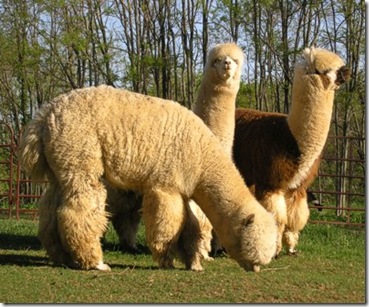 llama 4