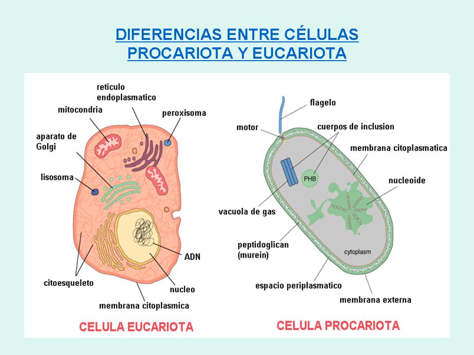 la celula procariota. CÉLULA PROCARIOTA