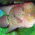 Trân Châu (珍珠) = zhen zhu (ZZ), cencu, chen chu = Pearl Flowerhorn 