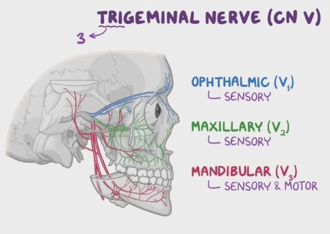 menjelajahi fungsi saraf trigeminus secara mendalam, bagaimana saraf ini bekerja.