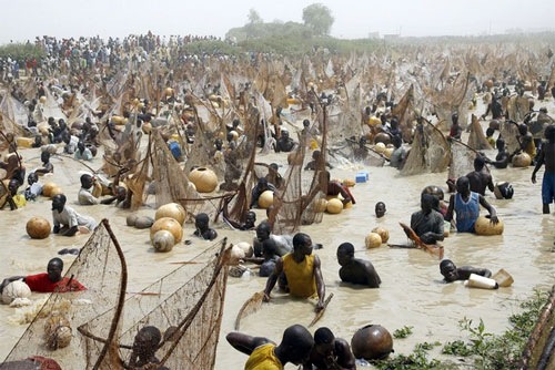 nigeriafishing17