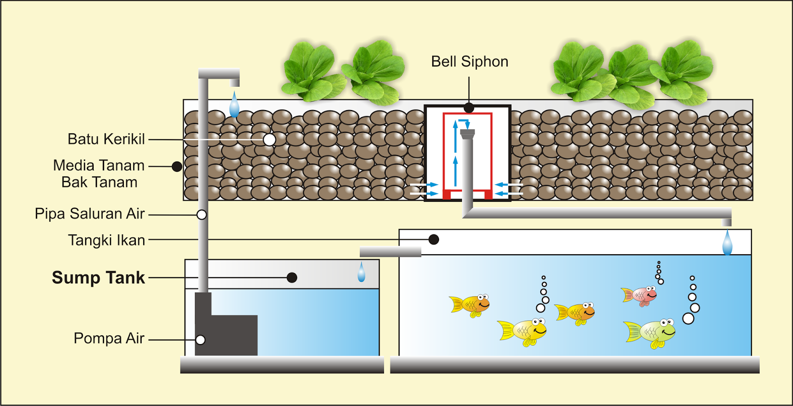 akuaponik aquaponik  hidroponik akuakultur ikan 