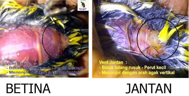 Perbedaan Jenis Kelamin Burung Pleci Betina Dan Pleci Jantan Dari Duburnya