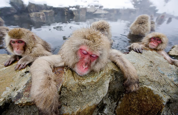 Japanese Monkeys in Hot Springs