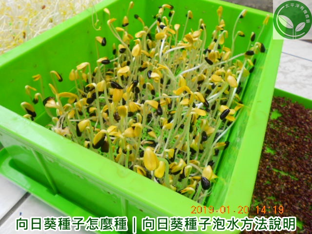 向日葵種子怎麼種 向日葵種子泡水方法說明 太平洋有機農藝 Nidbox親子盒子