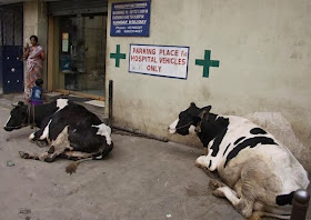 Funny animals of the week - 20 December 2013 (40 pics), cows sit at hospital park area
