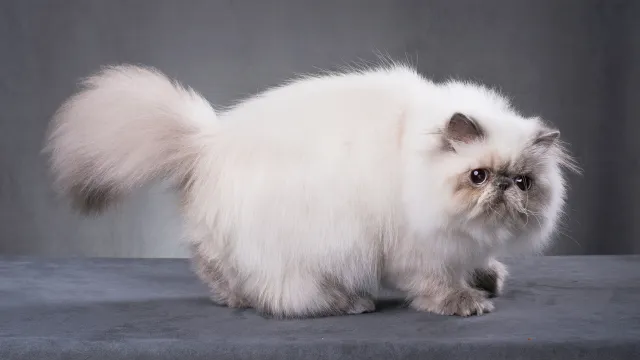 Panduan Merawat Kucing Persia