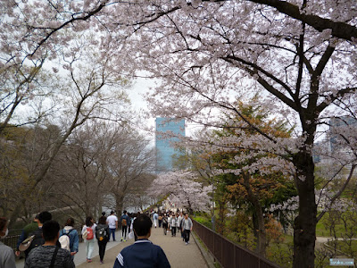 大阪城公園の桜