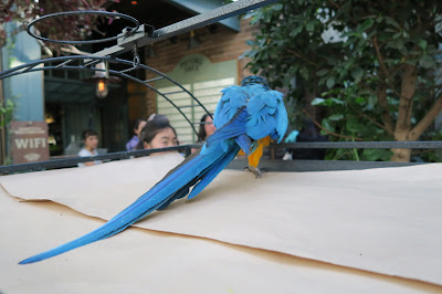 The Potting Shed Fluffy the Macaw