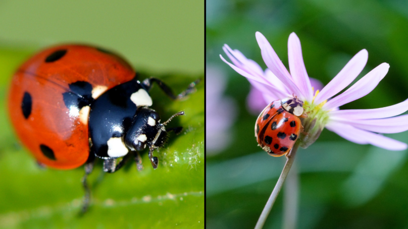 Swarms Of STD-Riddled Ladybirds Are Arriving In Britain