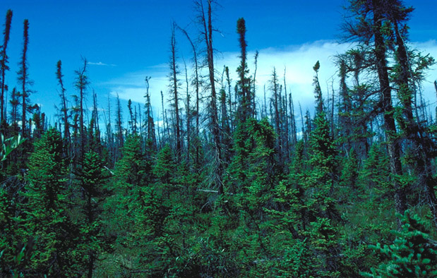 Ekosistem Darat : Ini 7 Bioma yang Paling Umum Ditemui