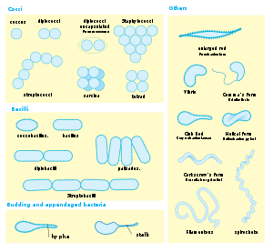  Materi  Kelas X Bentuk Bakteri