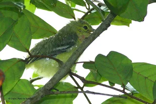 Juvenile Common Iora - in the rain