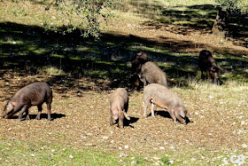Iberico-varkens