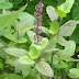 30+ Immense Benefits Of Tulsi- Perfect Immunity Booster Facts You Must Know About Holy Basil