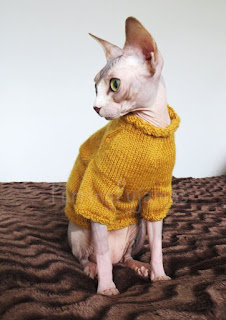 Sphynx Cute