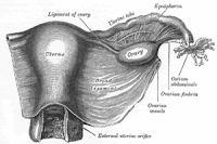 Endometritis Setelah Melahirkan