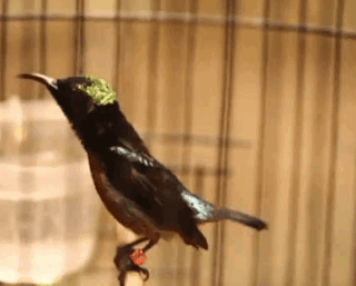 Suara Kicau Burung Kolibri Ninja Gacor Full Isian