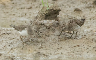 Long-toed and Temminck's Stints (Calidris subminuta and C temminckii)