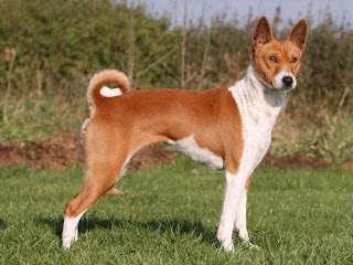 Basenji - African Bush Dog