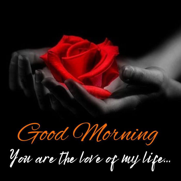 Happy Good Morning Red Rose
