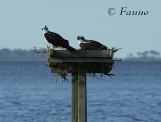 Osprey Pair Currituck Sound