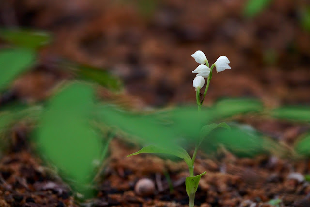 Cephalanthera erecta