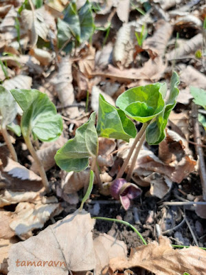 Копытень Зибольда (Asarum sieboldii)