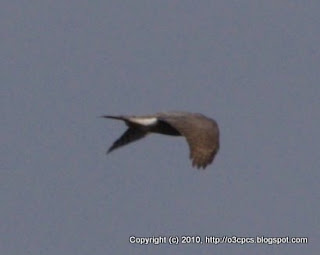 Northern Harrier