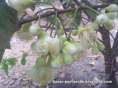 Tips Ampuh Mencegah Bunga Jambu Air Tidak Rontok